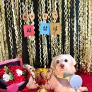 하이도기 이미지