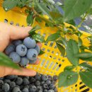 매대농장 이미지