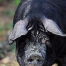 제주도흑돼지 이미지