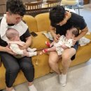 풀돌나무 이미지