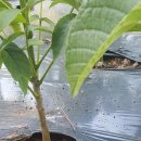 대로농장 이미지