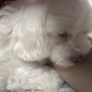 코롱세탁소 이미지