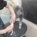 버들강아지 | 수성구애견미용 베들 미용 후기