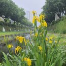 "촉촉한 봄비 속의 노란 창포꽃" / Yellow irises in the gentle spring rain 이미지