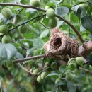 둥지농장 이미지