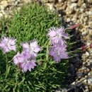 엔젤 식물원 이미지