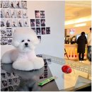 스폿라이트 스튜디오 | 부산강아지사진 스튜디오 추천 서면 반려견 사진관 스폿라이트 부산서면점 촬영 후기