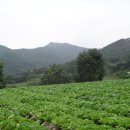 단지봉민박 Daum카페