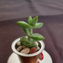 나무를 심는 사람들 이미지