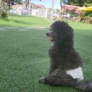 오늘도 아름답개 이미지