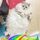 엔젤로또(주) 이미지