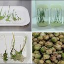 충북농업기술원 마늘연구소 이미지