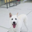 꼬리흔들 유치원 이미지