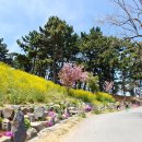 죽도 상화원에서 천장호출렁다리까지 겁나게 아름다운 봄날의 경치 이미지