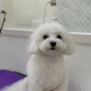 라미살롱 이미지