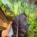 녹원쌈밥 | 홍대 쌈밥 맛집 | 신선한 쌈야채가 푸짐한 녹원쌈밥 보쌈정식 후기