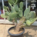 북일기사 이미지