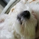 송담동물병원 이미지