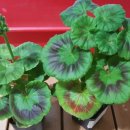 빛으로부터..(fr 이미지