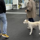 엔젤짐 반려견 아카데미 이미지