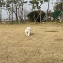 똑똑 애견유치원 이미지