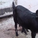 홍가네농장 이미지