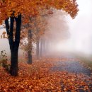 가을 숲으로 가자 이미지