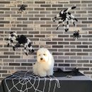 더멍멍컴퍼니 이미지