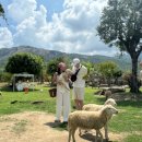 신용목장 | 나트랑 사막투어와 와인투어, 양떼목장까지 한번에 즐길 수 있는 투어 추천