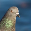 비둘기한국@ 이미지