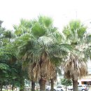 연동공원 이미지