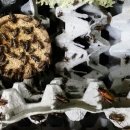 젖소의 만찬 이미지