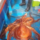 속초배낚시 용광피싱클럽 대왕문어 선상낚시 대박조황정보 (40kg 포획성공) 이미지