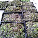 사랑채오리 이미지