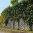 정재초교길 이미지