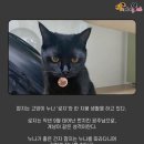빼꼼 이미지