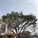 삼례읍 행정복지센터 이미지