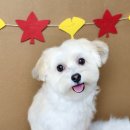 펫살롱케이 이미지