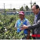조한신농장 Daum카페