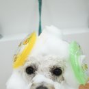 러브썸그루밍샵 이미지