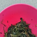 김밥천국 다사랑치킨피자(배방점) 이미지