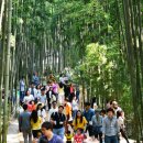 담양대나무축제 이미지