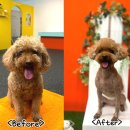 귀엽다멍 이미지