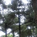 솔바람 파도소리 이미지