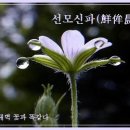 교훈글-선모신파(鮮侔晨葩) 이미지