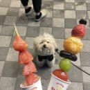 몽슈슈 강아지 이미지