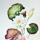 꽃그림 보타니컬 색연필화 이미지