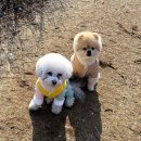 아지다펫 이미지