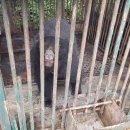 2평 철창 갇혀 헐떡이는 새끼곰들…용인 ‘곰 탈출’ 농장 가보니 이미지