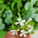 루꼴라 꽃 피면 진짜 끝?🌼 다이소 씨앗으로 키운 생생 현실 브이로그🌿